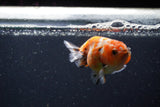 Baby Ranchu  Calico 2.5 Inch (ID#1220R9c-31) Free2Day SHIPPING