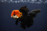 Juvenile Thai Oranda  Tricolor 4 Inch (ID#1231To13b-71) Free2Day SHIPPING