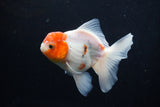 Thai Oranda  Sakura 4.5 Inch (ID#1206To5b-96) Free2Day SHIPPING