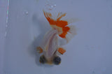 Butterfly  Red White 3.5 Inch (ID#411B8b-40) Free2Day SHIPPING