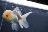 Juvenile Thai Oranda Lemon Head White 3.5 Inch (ID#906To13bpt6-46) Free2Day SHIPPING