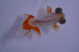 Butterfly  Red White 3.5 Inch (ID#411B8b-40) Free2Day SHIPPING