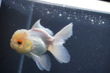 Juvenile Thai Oranda Lemon Head White 3.5 Inch (ID#906To13bpt6-46) Free2Day SHIPPING