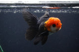 Juvenile Thai Oranda  Tricolor 4 Inch (ID#1231To13b-71) Free2Day SHIPPING