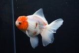 Thai Oranda  Sakura 4.5 Inch (ID#1206To5b-96) Free2Day SHIPPING