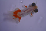 Butterfly  Red White 3.5 Inch (ID#411B8b-40) Free2Day SHIPPING