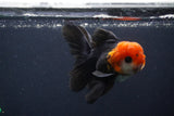 Juvenile Thai Oranda  Tricolor 4 Inch (ID#1231To13b-71) Free2Day SHIPPING