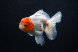 Thai Oranda  Sakura 4.5 Inch (ID#1206To5b-96) Free2Day SHIPPING