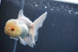 Juvenile Thai Oranda Lemon Head White 3.5 Inch (ID#906To13bpt6-46) Free2Day SHIPPING