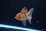 Baby Thai Oranda  Bronze 3 Inch (ID#1108ToPTA-31) Free2Day SHIPPING