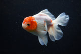 Thai Oranda  Sakura 4.5 Inch (ID#1206To5b-96) Free2Day SHIPPING