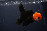 Juvenile Thai Oranda  Tricolor 4 Inch (ID#1231To13b-71) Free2Day SHIPPING