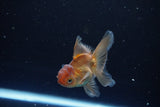 Baby Thai Oranda  Bronze 3 Inch (ID#1108ToPTA-31) Free2Day SHIPPING