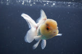 Juvenile Thai Oranda Lemon Head White 3.5 Inch (ID#906To13bpt6-46) Free2Day SHIPPING