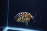 Baby Ranchu  Calico 3 Inch (ID#1220R9c-32) Free2Day SHIPPING