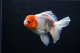 Thai Oranda  Sakura 4.5 Inch (ID#1206To5b-96) Free2Day SHIPPING