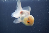 Juvenile Thai Oranda Lemon Head White 3.5 Inch (ID#906To13bpt6-46) Free2Day SHIPPING