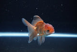 Baby Thai Oranda  Bronze 3 Inch (ID#1108ToPTA-31) Free2Day SHIPPING