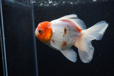 Thai Oranda  Sakura 4.5 Inch (ID#1206To5b-96) Free2Day SHIPPING