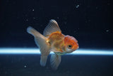 Baby Thai Oranda  Bronze 3 Inch (ID#1108ToPTA-31) Free2Day SHIPPING