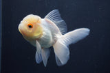 Juvenile Thai Oranda Lemon Head White 3.5 Inch (ID#906To13bpt6-46) Free2Day SHIPPING