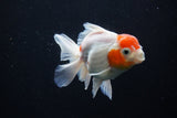 Thai Oranda  Sakura 4.5 Inch (ID#1206To5b-96) Free2Day SHIPPING