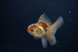 Baby Thai Oranda  Bronze 3 Inch (ID#1108ToPTA-31) Free2Day SHIPPING