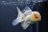 Juvenile Thai Oranda Lemon Head White 3.5 Inch (ID#906To13bpt6-46) Free2Day SHIPPING