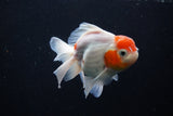 Thai Oranda  Sakura 4.5 Inch (ID#1206To5b-96) Free2Day SHIPPING