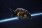 Baby Ranchu  Calico 3 Inch (ID#1220R9c-32) Free2Day SHIPPING