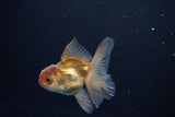 Baby Thai Oranda  Bronze 3 Inch (ID#1108ToPTA-31) Free2Day SHIPPING