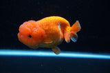 Lionchu  Red White 4.5 Inch (ID#307R12b-91) Free2Day SHIPPING