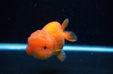 Lionchu  Red White 4.5 Inch (ID#307R12b-91) Free2Day SHIPPING