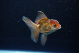 Baby Thai Oranda  Bronze 3 Inch (ID#1108ToPTA-31) Free2Day SHIPPING