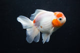 Thai Oranda  Sakura 4.5 Inch (ID#1206To5b-96) Free2Day SHIPPING