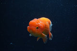 Juvenile Lionchu  Red White 3.5 Inch (ID#224R11a-17) Free2Day SHIPPING