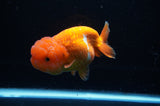 Lionchu  Red White 4.5 Inch (ID#307R12b-91) Free2Day SHIPPING