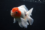 Thai Oranda  Sakura 4.5 Inch (ID#1206To5b-96) Free2Day SHIPPING