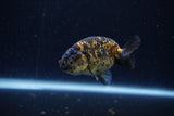 Baby Ranchu  Calico 3 Inch (ID#1220R9c-32) Free2Day SHIPPING