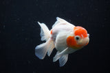 Thai Oranda  Sakura 4.5 Inch (ID#1206To5b-96) Free2Day SHIPPING