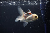 Baby Thai Oranda  Tricolor 3 Inch (ID#1108ToPTA-32) Free2Day SHIPPING