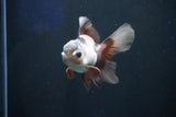 Juvenile Thai Oranda  Panda 4 Inch (ID#1018To13b-87) Free2Day SHIPPING