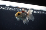 Baby Thai Oranda  Tricolor 3 Inch (ID#1108ToPTA-32) Free2Day SHIPPING