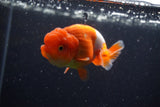 Juvenile Lionchu  Red White 3.5 Inch (ID#224R11a-17) Free2Day SHIPPING