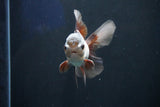 Juvenile Thai Oranda  Panda 4 Inch (ID#1018To13b-87) Free2Day SHIPPING