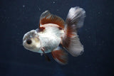 Juvenile Thai Oranda  Panda 4 Inch (ID#1018To13b-87) Free2Day SHIPPING