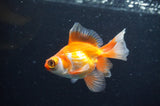 Butterfly  Red White 3.5 Inch (ID#411B8b-41) Free2Day SHIPPING