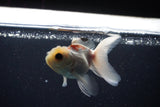 Baby Thai Oranda  Tricolor 3 Inch (ID#1108ToPTA-32) Free2Day SHIPPING