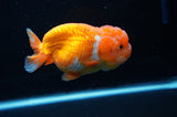 Lionchu  Red White 4.5 Inch (ID#307R12b-91) Free2Day SHIPPING