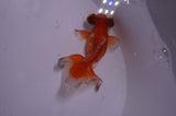 Butterfly  Red White 3.5 Inch (ID#411B8b-41) Free2Day SHIPPING